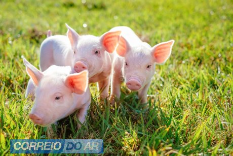 Associados da C.Vale enviaram à Frimesa 374 lotes, somando 553.495 animais